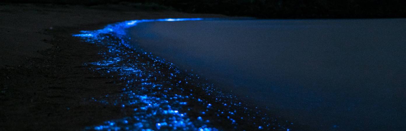 How do bioluminescent waves occur